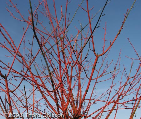 Acer x conspicuum 'Phoenix'